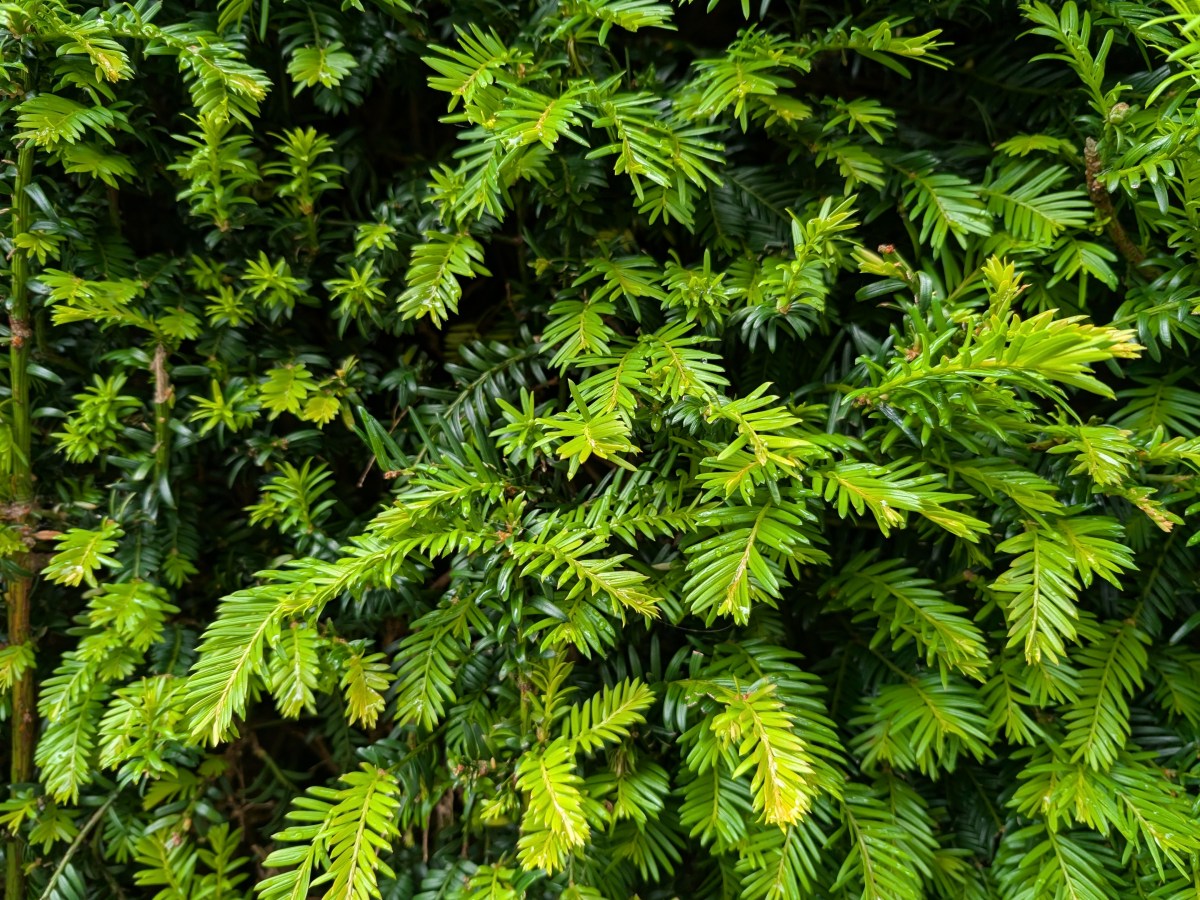 ‘Tis the Season: Eight Devotionals, Poetry, and Picture Books for&nbsp;Christmas