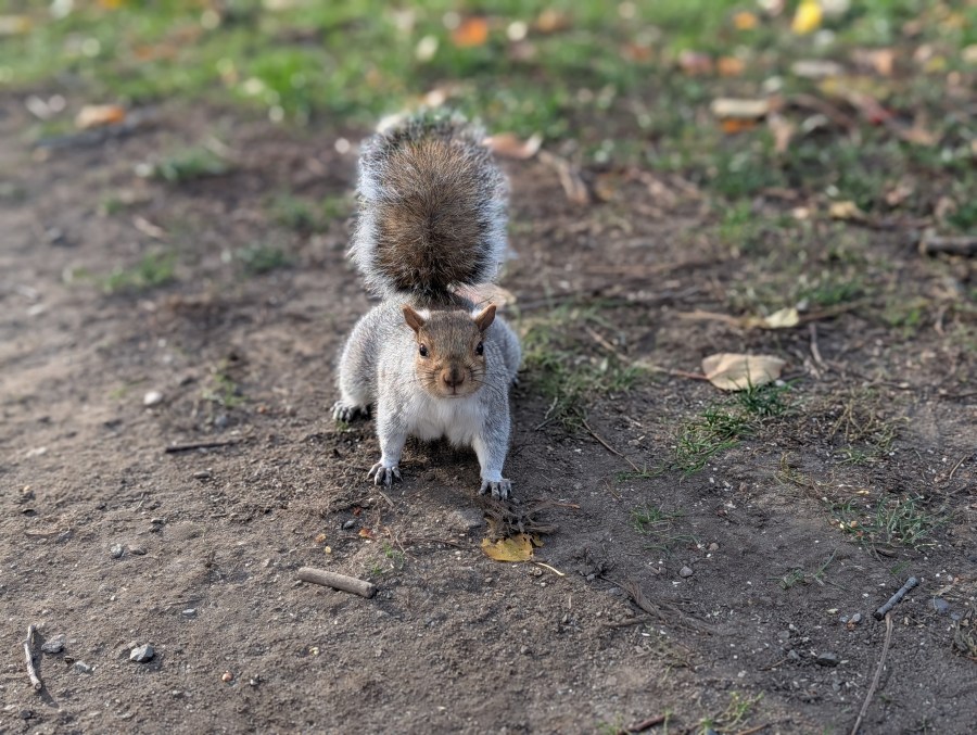 Gray squirrel approaching on the Boston Common