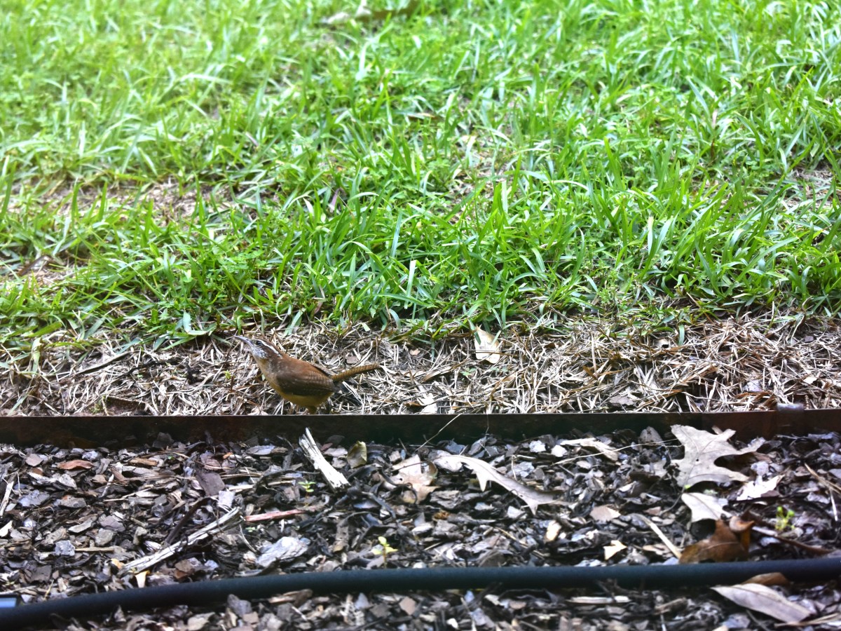 A Cause for&nbsp;Caroling