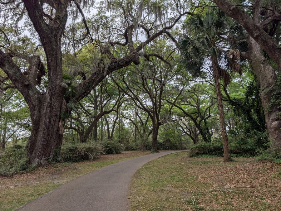 Live oaks at old Charlestown Landing site in Charleston, South Carolina